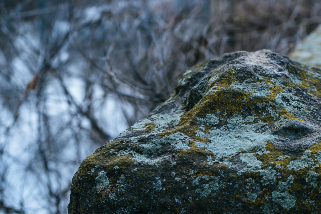 pexels-brett-sayles-977956.jpg